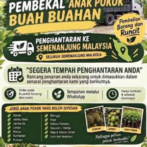 HARGA JUALAN RUNCIT ANAK POKOK BUAH BUAHAN DI ZF NURSERY 1-50 POKOK